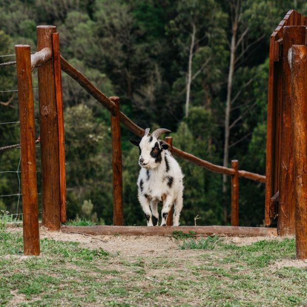 welcome douro glamping bungalows, autocaravanas